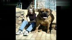 国产大狗狗视频在线观看,欢乐瞬间等你来发现